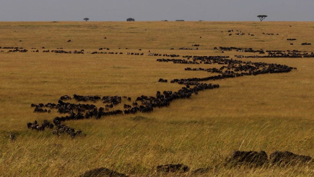 Great Migration in Tanzania