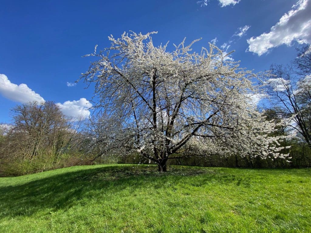 Stuttgart is a surprisingly green city