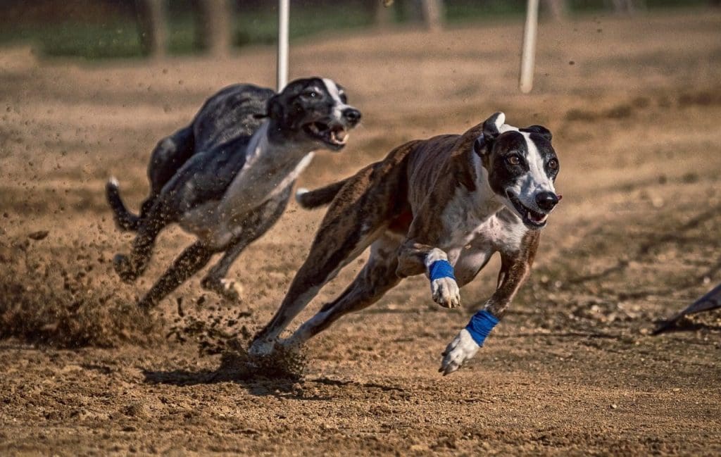 greyhound racing pixabay