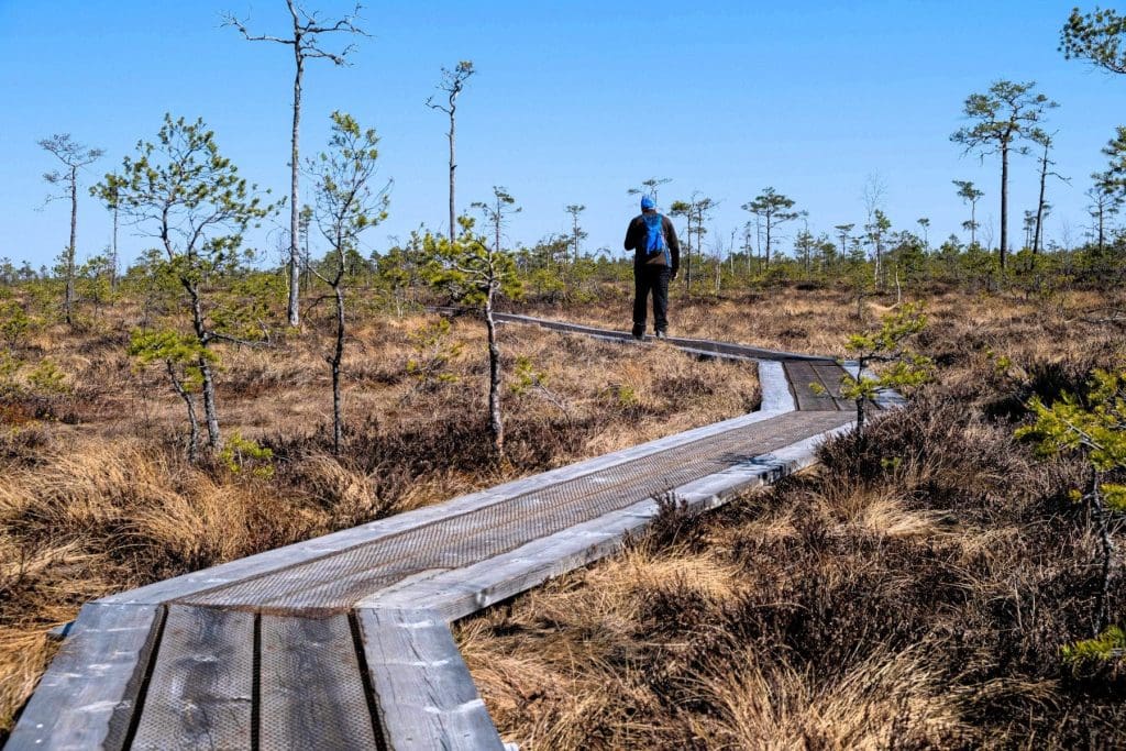 Bog Walking in Estonia : Soomaa National Park