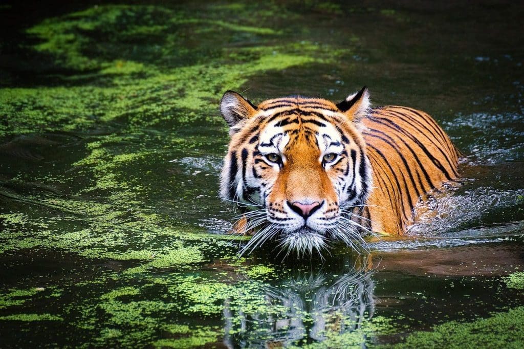 Tiger Pixabay