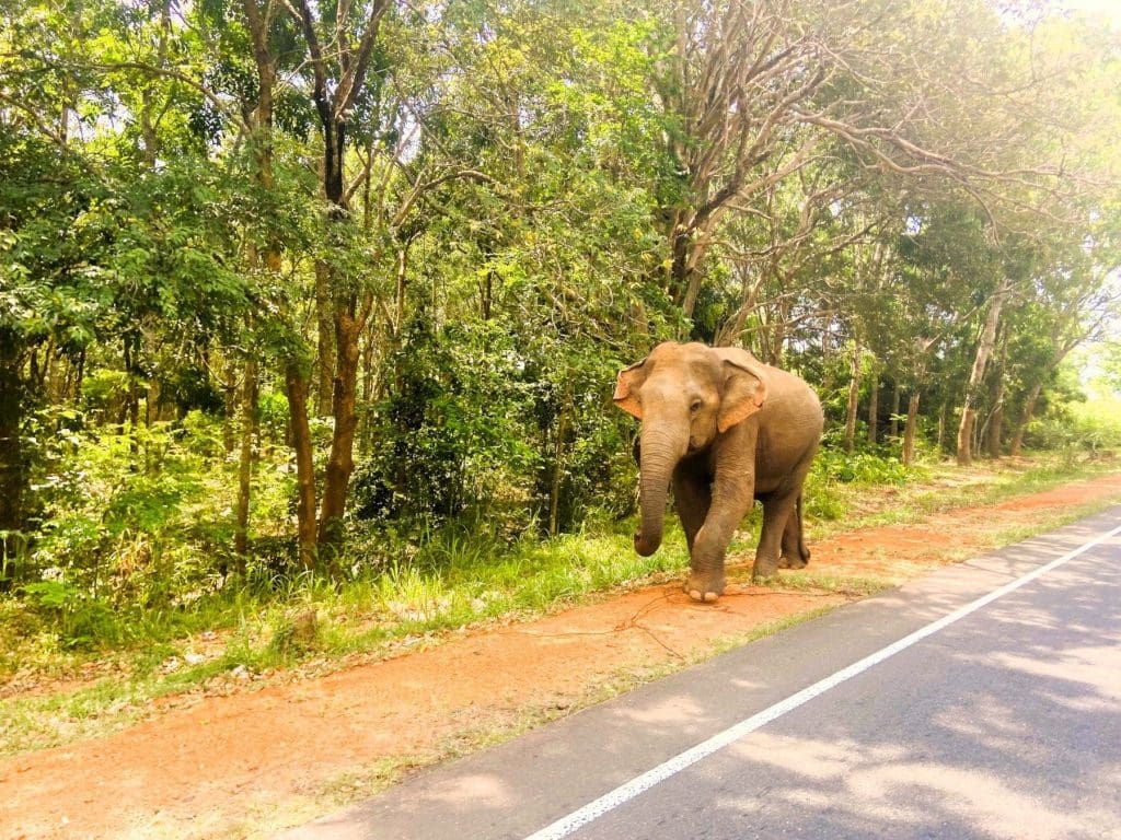 Sri Lanka elephants