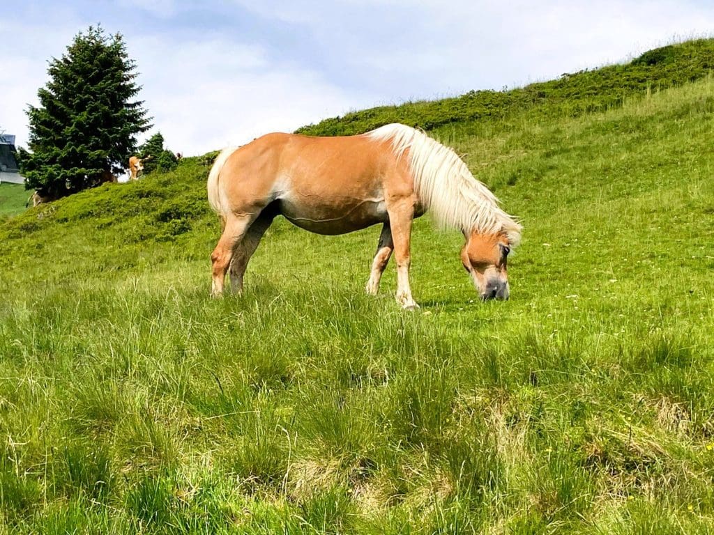 Horse grazing on the Asitz Mountain
