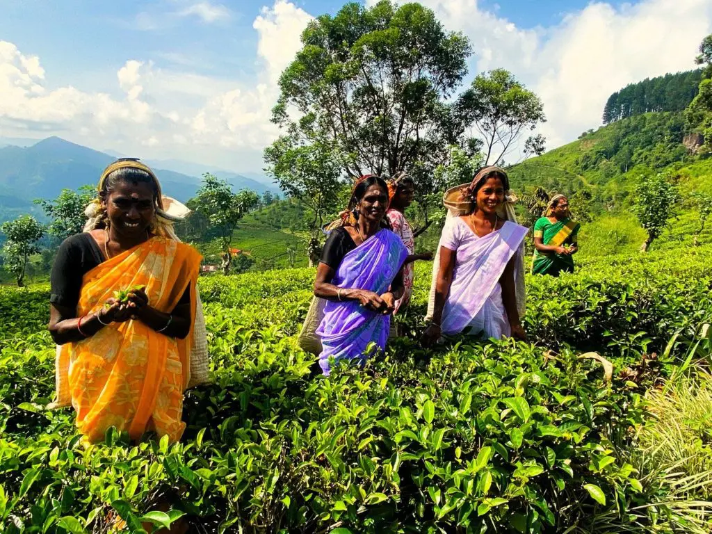 Sri Lanka tea pluckers posing for the camera