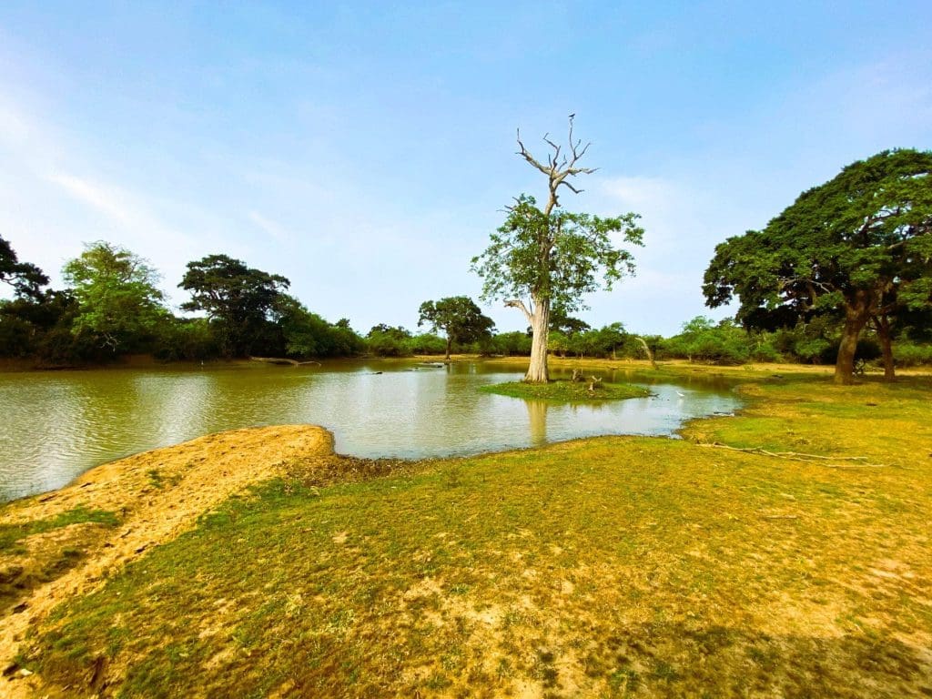 The pond in Yala National Park on our Sri Lanka Safari