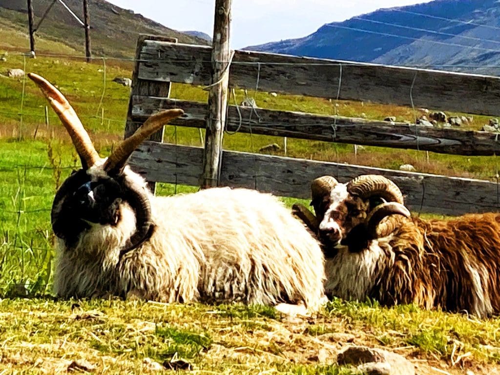 We'd not seen a four horned sheep before!