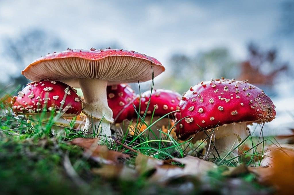 Amanita muscaria Pixabay