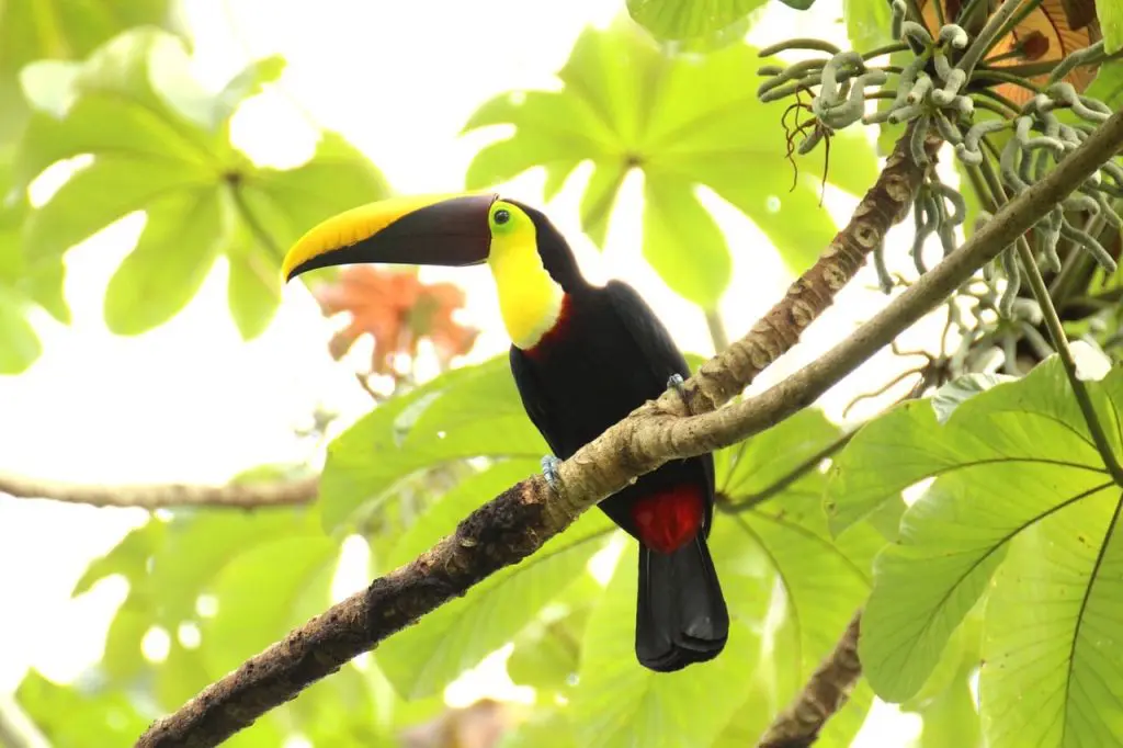 Costa Rica Pixabay toucan
