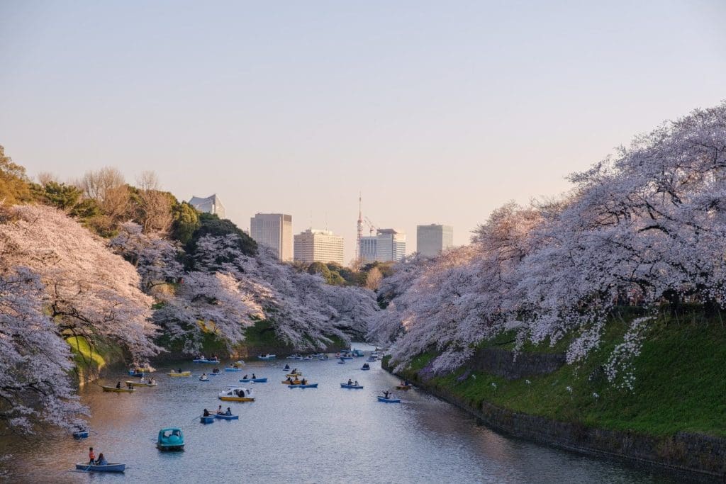 Japan’s Sakura season