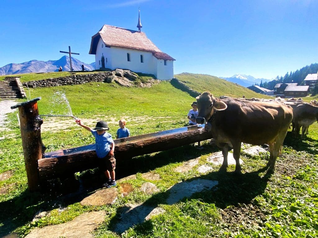 Kids and cows in the annual Alpabzug Valais