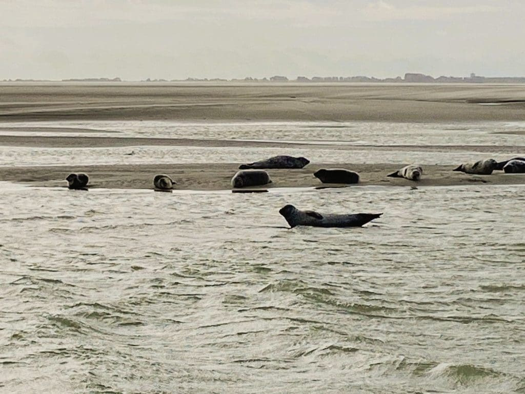 The seals at Bay of Authie