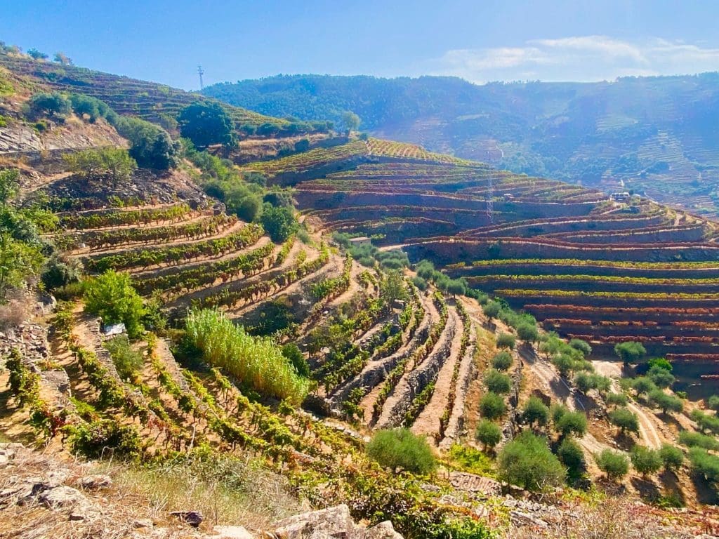 Terraces define the Douro Valley region IMG_2719