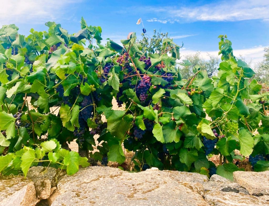 The vines that have made the Douro Valley famous.