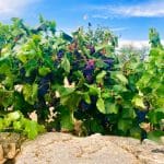 The vines that have made the Douro Valley famous.