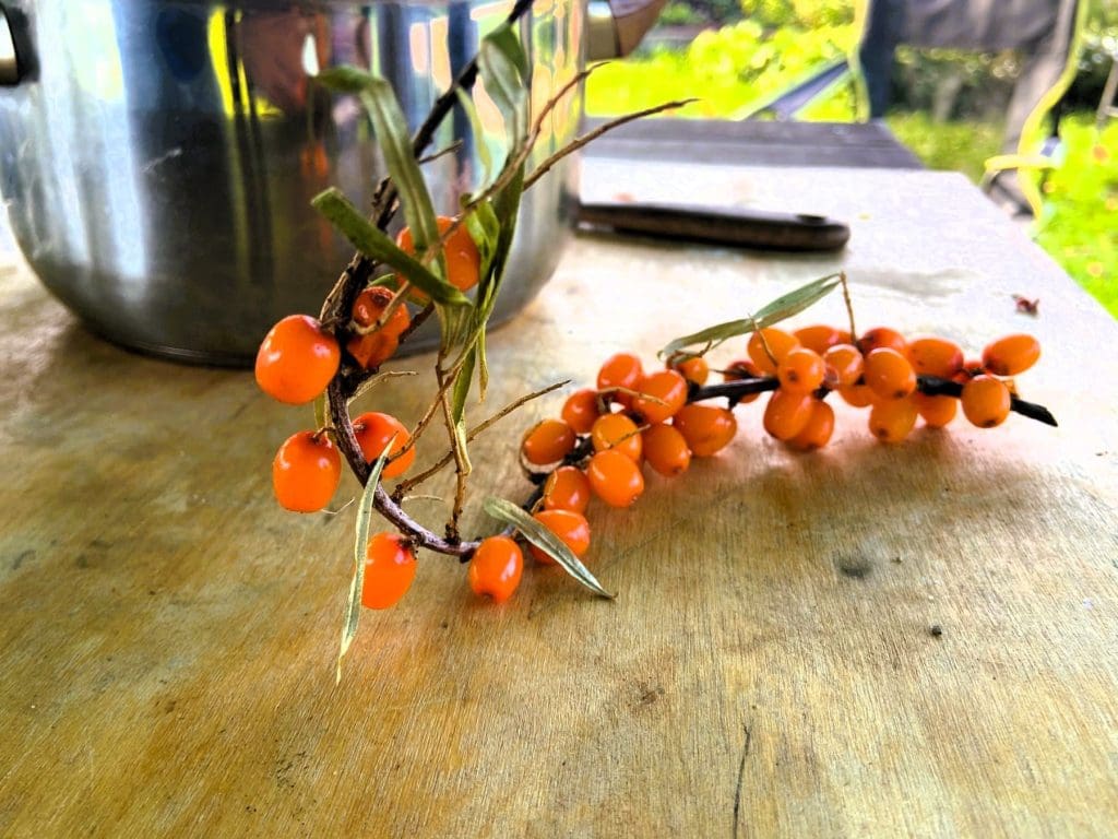 Sea Buckthorn at Amber Farm