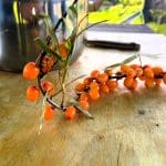 Sea Buckthorn at Amber Farm