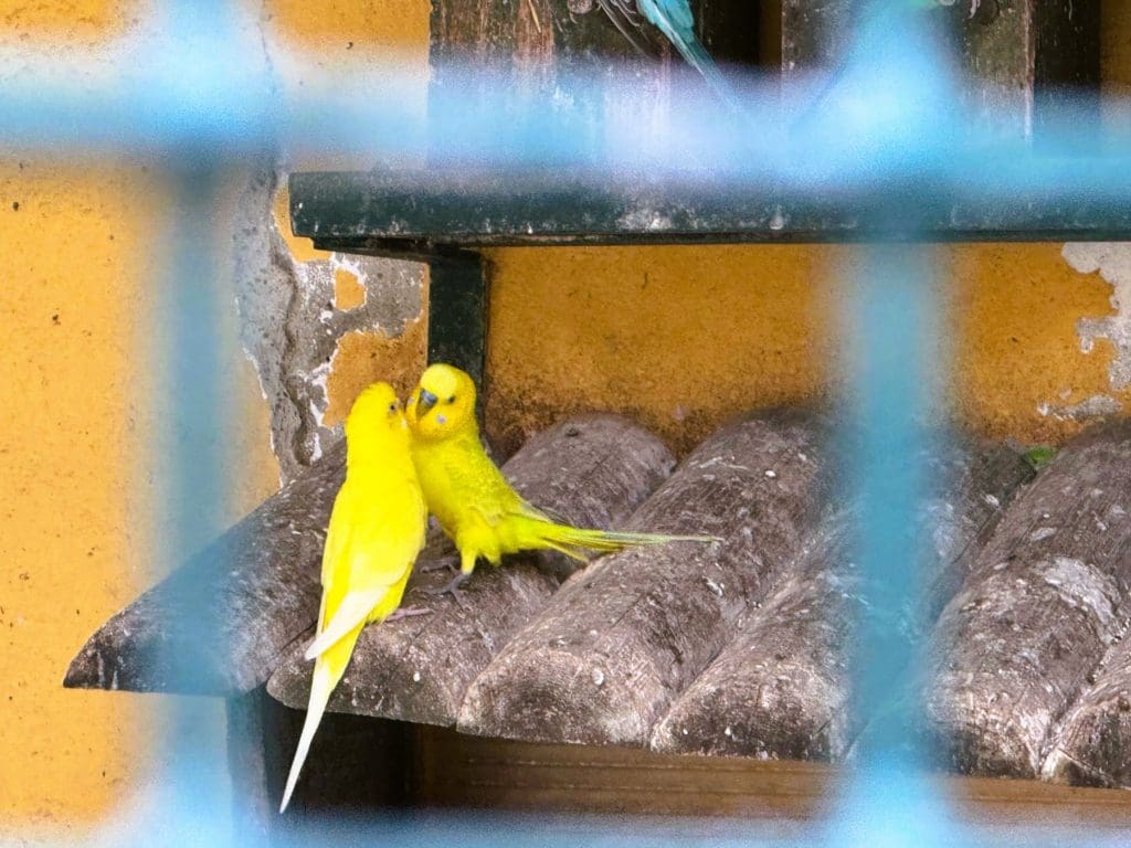 Songbirds at Mafra Palace