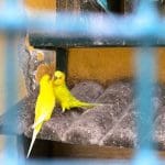 Songbirds at Mafra Palace