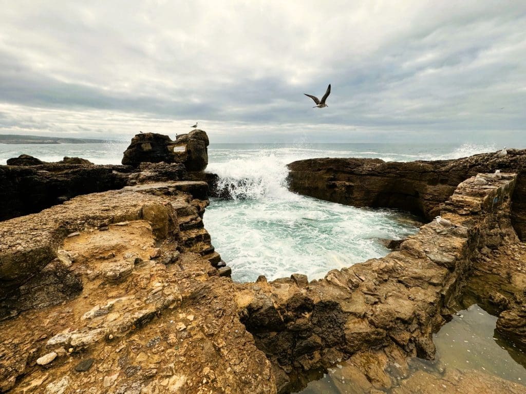 A bird flying at Esplanada Furnas, Ericeria