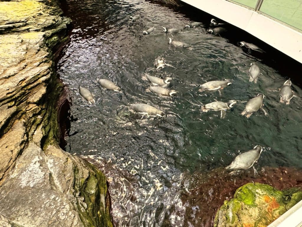 Penguins at the Oceanario de Lisboa