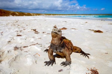 Discover 5 Rare Species Found Exclusively in the Galapagos Islands