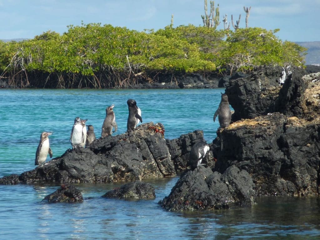 Galapagos Penguins Pixabay
