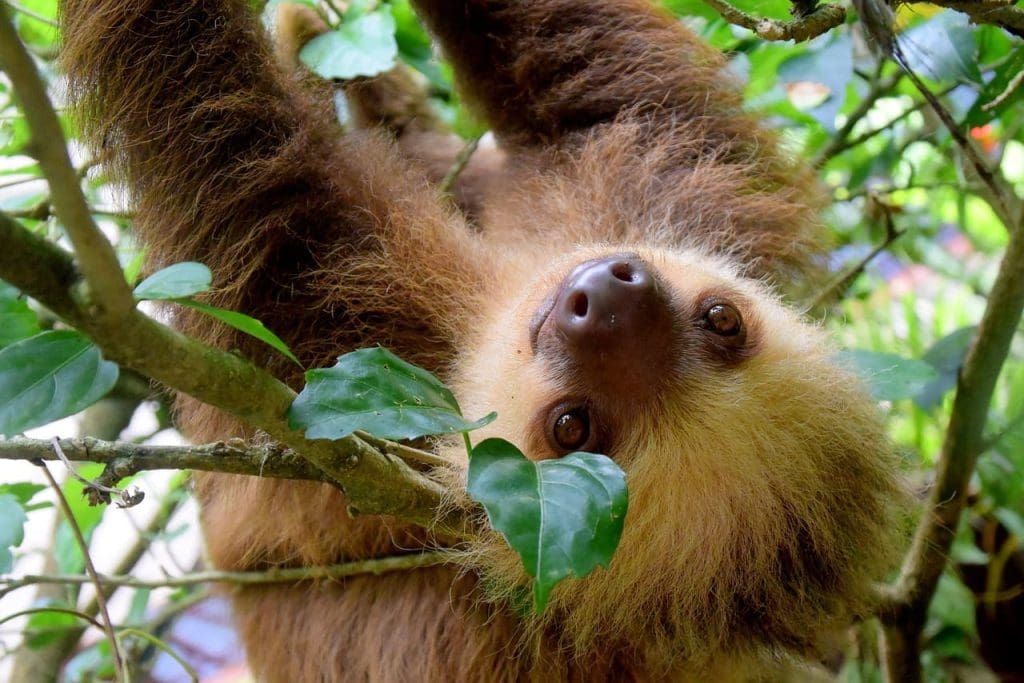 Sloth Pixabay