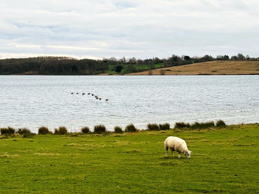 Take off at Rutland Water