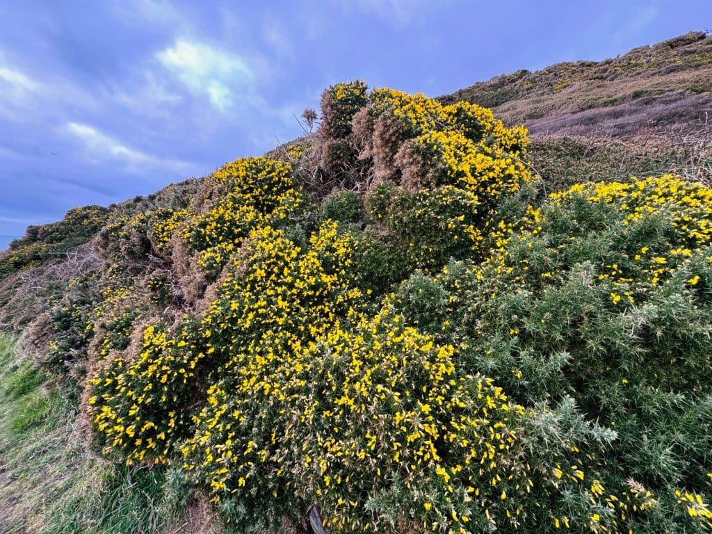 Beautiful Gorse on my Isle of Man walk