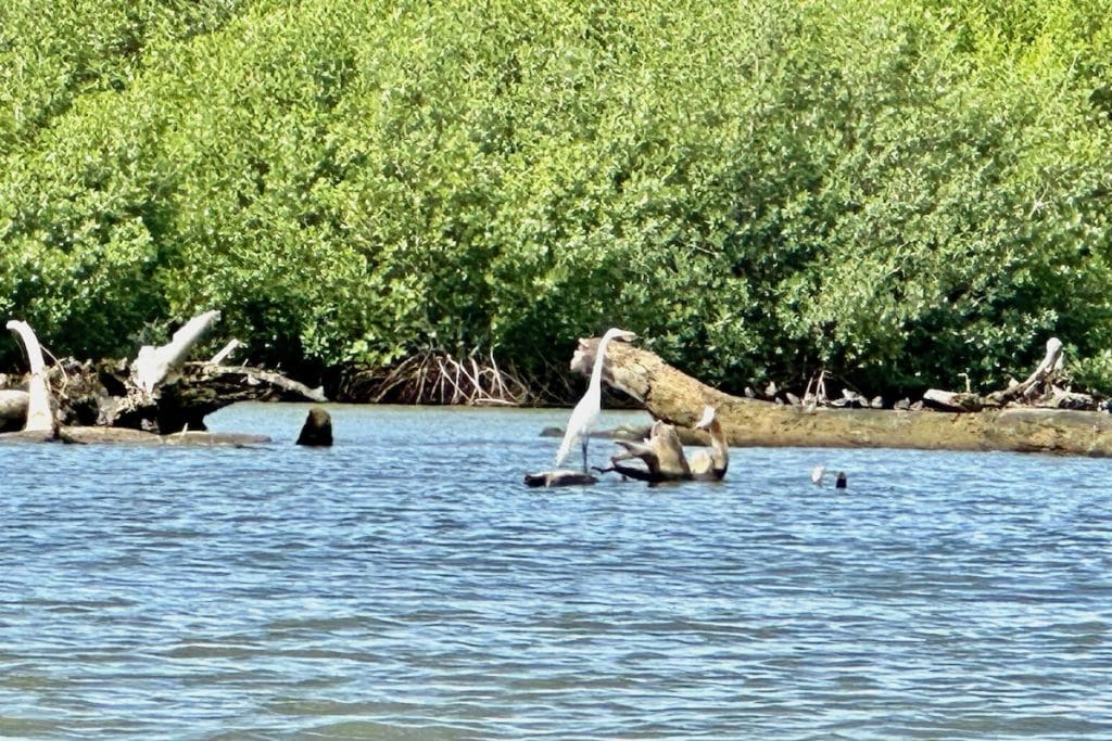 Regenerated Mangrove Forest in Samaná Bay, Sánchez in the Dominican Republic