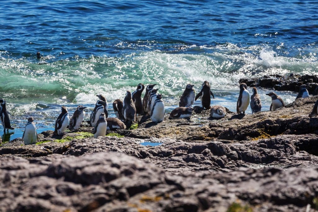 Penguins Image by kamchatka on Freepika