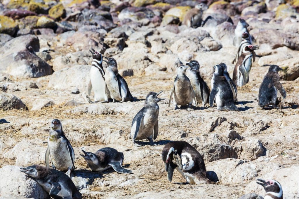 Penguins Image by kamchatka on Freepika