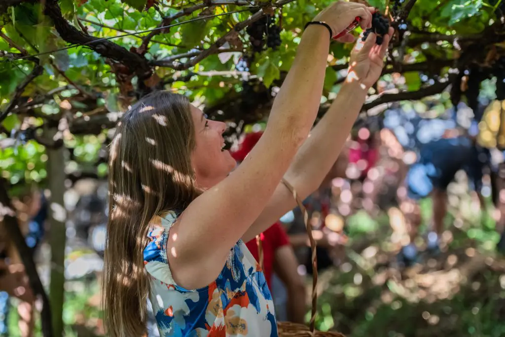 Madeira Wine Festival