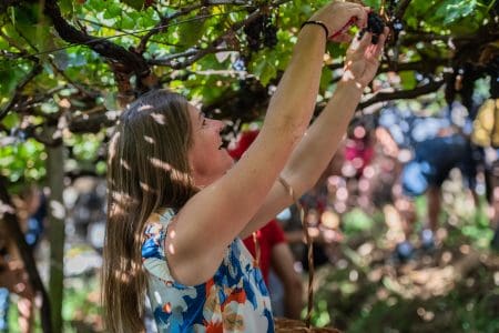 Madeira Wine Festival 2024, Madeira