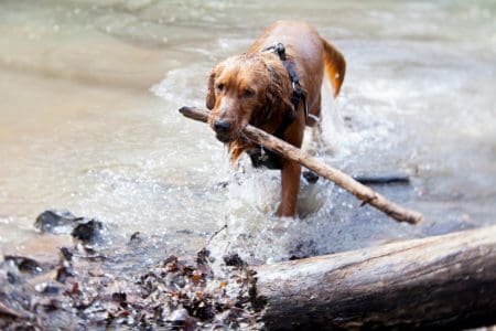 Adventure Travel with Pets: Top Spots for Active Pet Owners