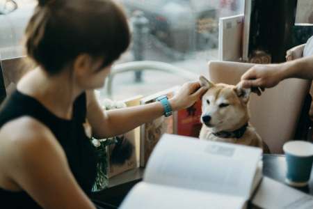 Recommended 4 Dog-Friendly Restaurants in Colorado Springs