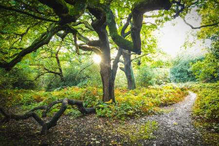 Epping Forest, Epping Essex
