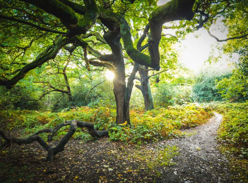 Epping Forest, Epping Essex