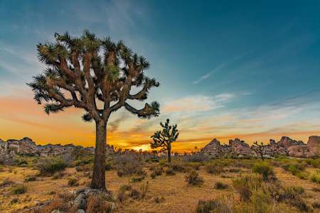 Spring Joshua Tree Music Festival, California, USA