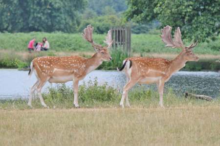 Bushy Park, Hampton Middlesex