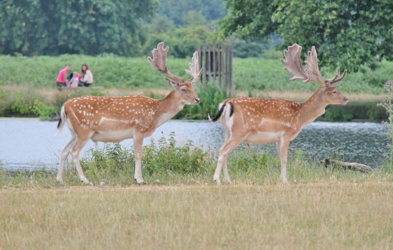 Bushy Park, Hampton Middlesex
