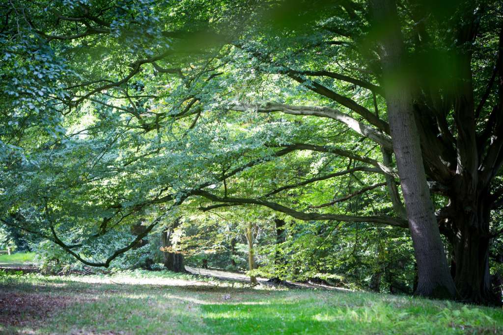 The grounds at Combermere Abbey