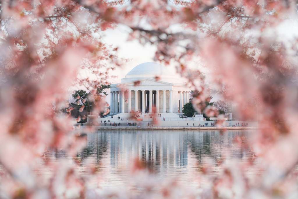 Cherry Blossoms in Washington DC