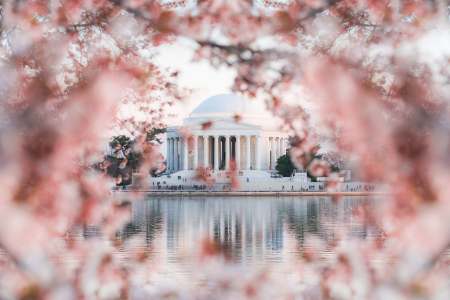 Chasing Cherry Blossoms in Washington DC