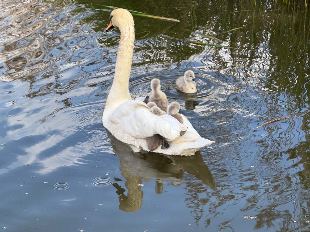 Mother swan with her cygnets