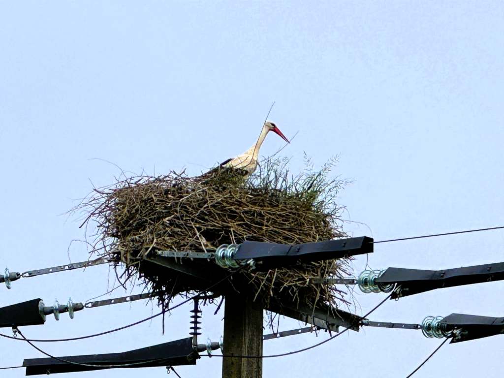 Stork perching on a telephone pylon in a field near our gîte