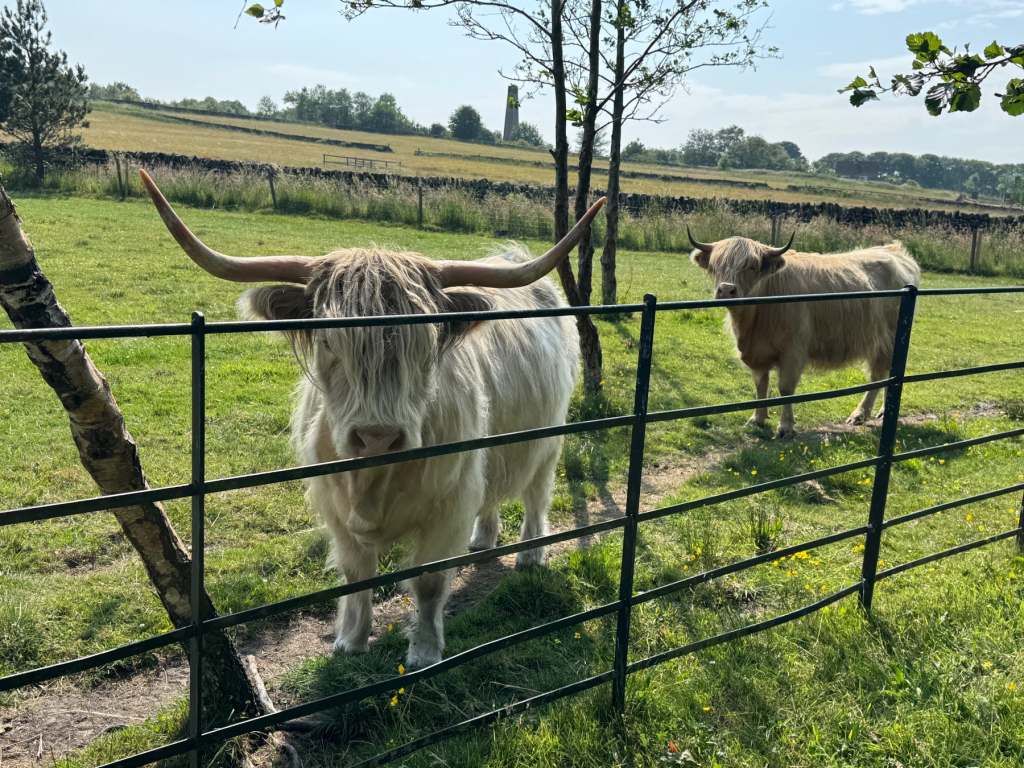 Highland cows at Peak Edge