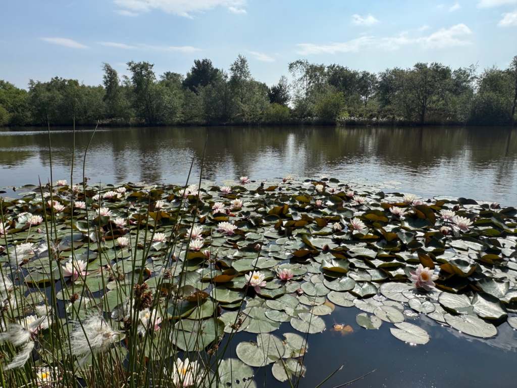 The pond on the first of my walks in the Peak District