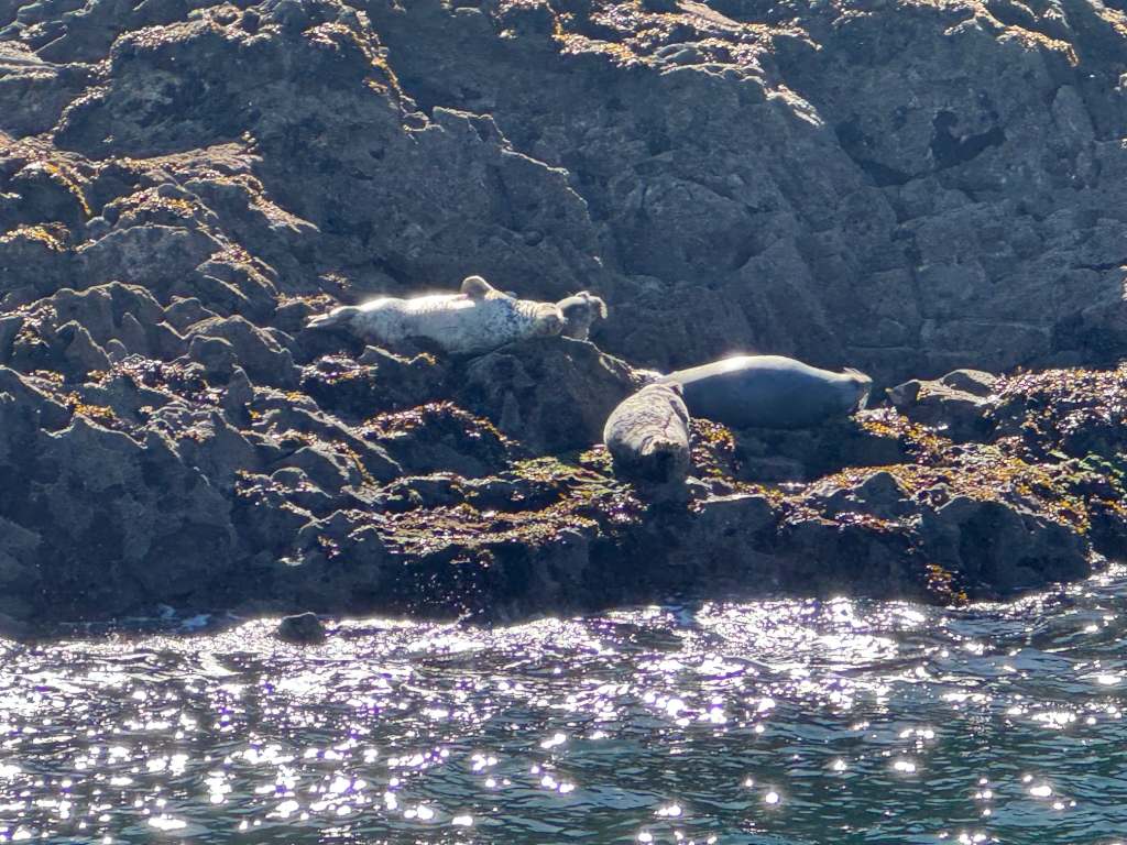 Seals basking on the rocks of Caldey Island