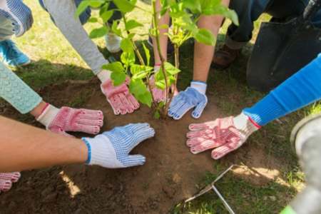 Sustainability Success Stories in Tree Planting Initiatives
